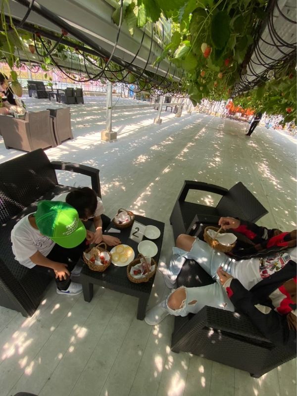 日本・岐阜県「天空のいちご狩り at ととりべファーム」の写真