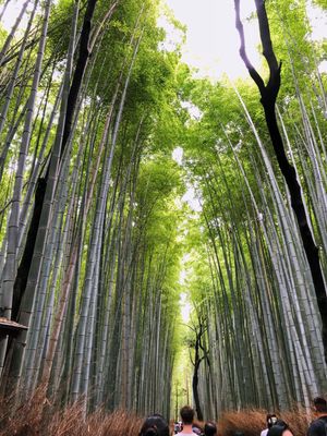 嵐山　竹林の小径