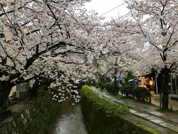 日本・京都府「Kyoto」の写真：哲学の道