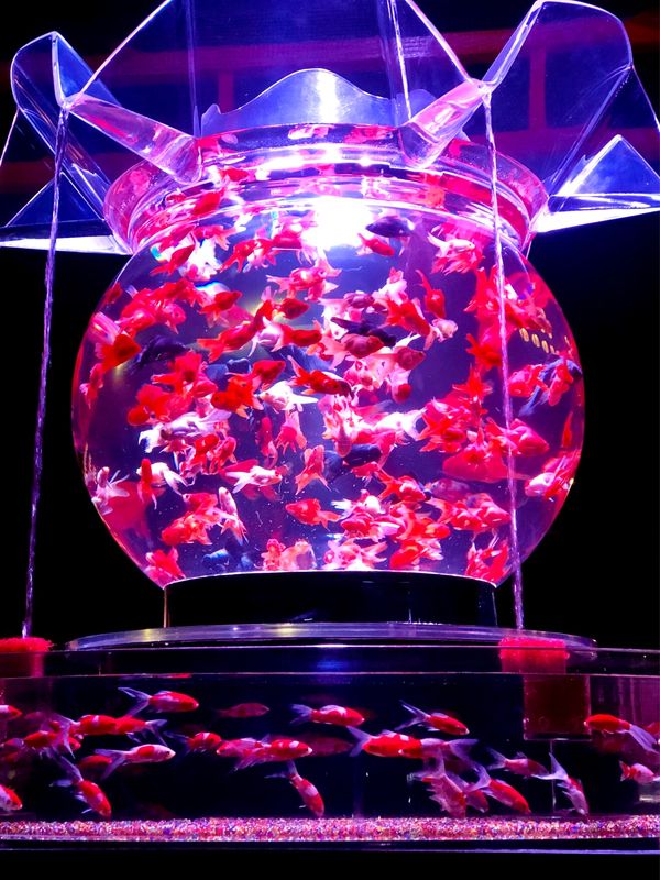 日本・京都府「Kyoto」の写真：二条城