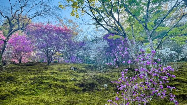 日本・京都府「Kyoto」の写真：天龍寺