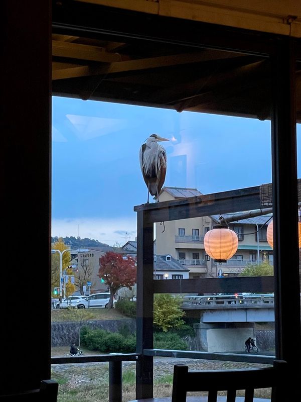 日本・京都府「Kyoto」の写真：kawaカフェ