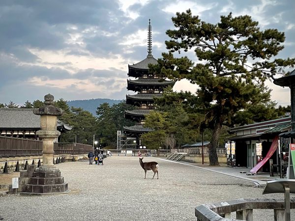 日本・日本「Nara」の写真