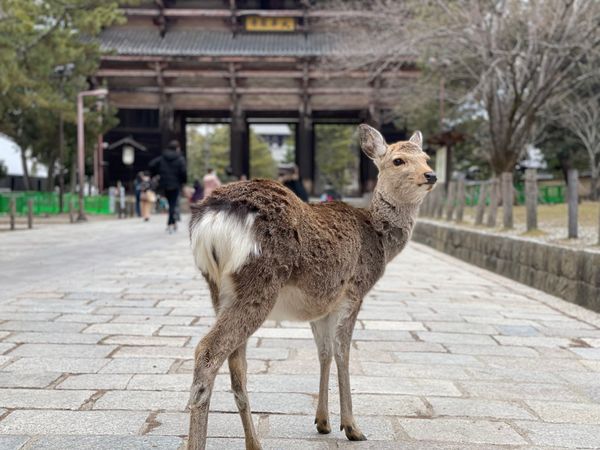 日本・日本「Nara」の写真：奈良公園