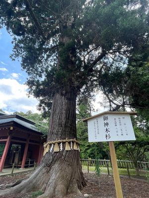 鹽竈神社　御神木杉