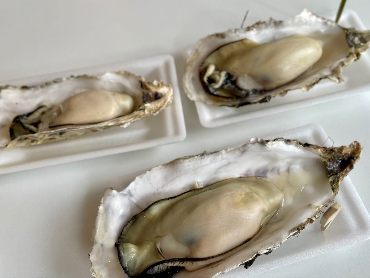 松島　きくやべーす