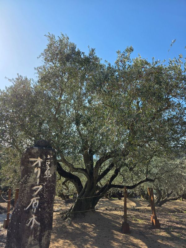 日本・香川県「Kagawa」の写真：オリーブの原木