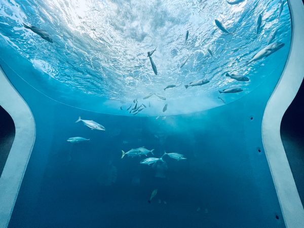 日本・香川県「Kagawa」の写真：四国水族館