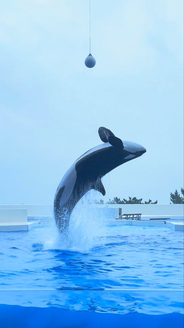 日本・日本「Hyogo」の写真：須磨シーワールド