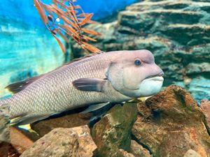 須磨水族館