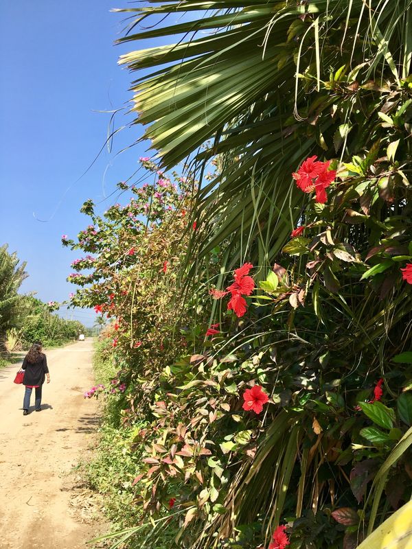 日本・沖縄県「Okinawa」の写真：石垣島