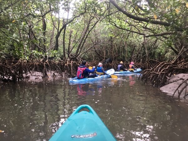 日本・沖縄県「Okinawa」の写真：吹通川　マングローブ林