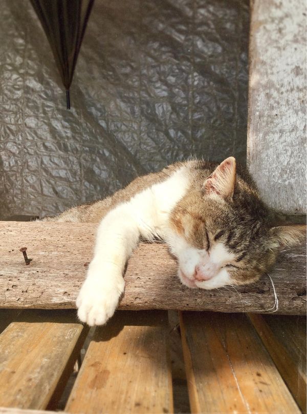 日本・沖縄県「Okinawa」の写真：カイジ浜