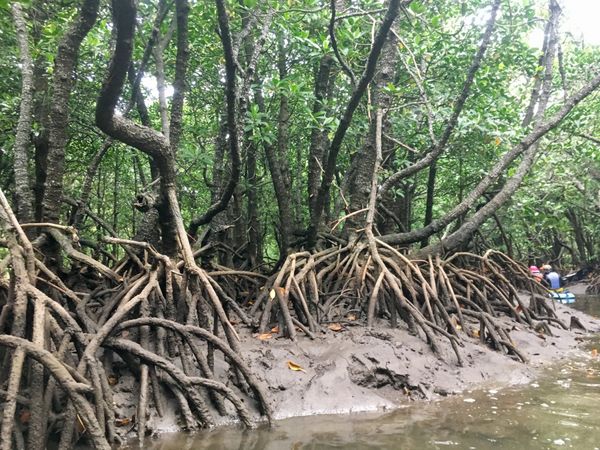 日本・沖縄県「Okinawa」の写真：石垣島　マングローブ林