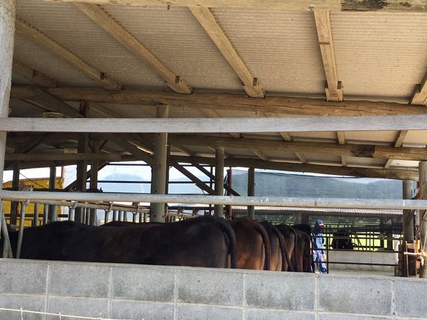 日本・沖縄県「Okinawa」の写真：石垣島