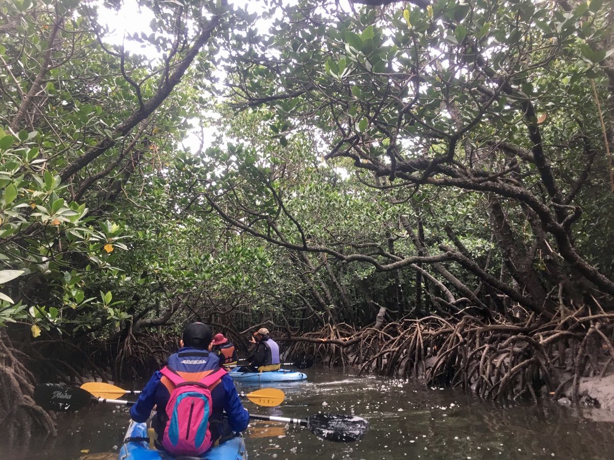 マングローブ林