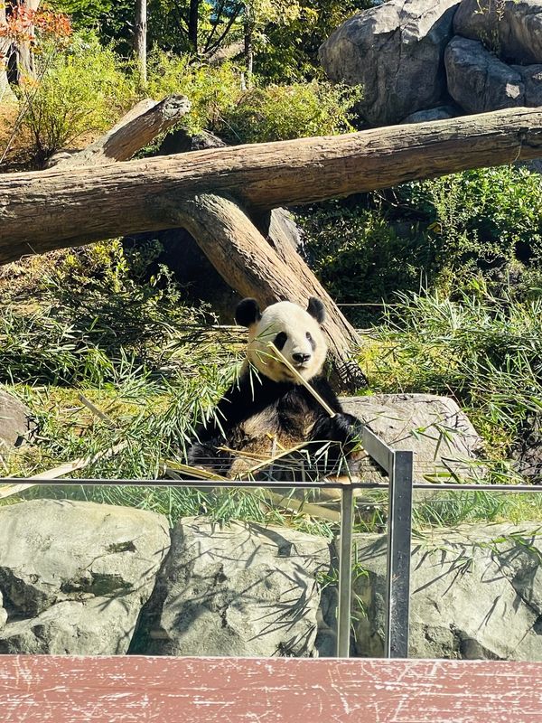 日本・東京都「Tokyo」の写真：上野動物園
