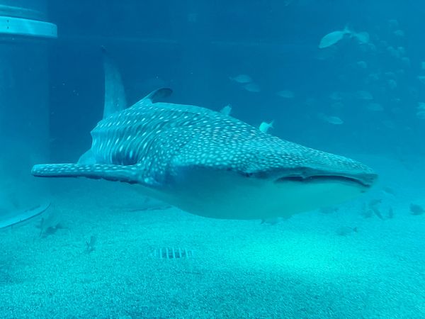 日本・大阪府「Osaka」の写真：海遊館
