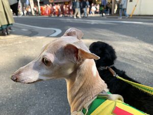 いぬと山下公園と中華街へ