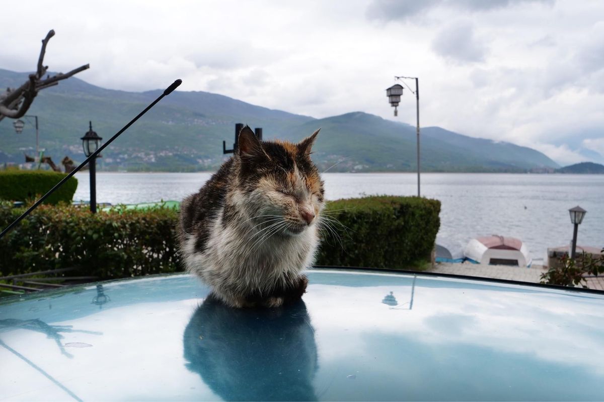 オフリドのネコ