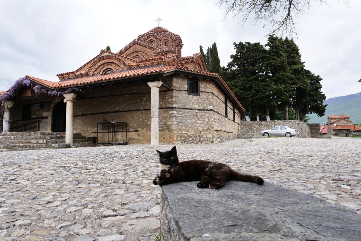 オフリドのネコ