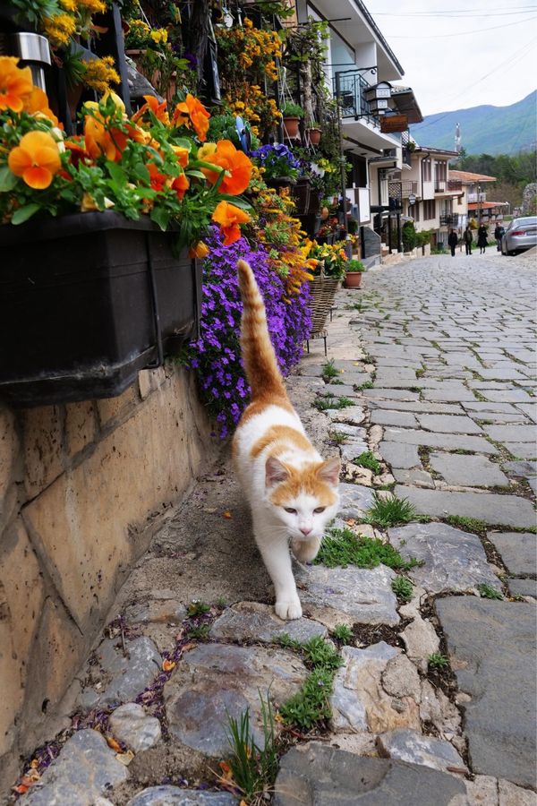 マケドニア共和国・Ohrid「バルカン半島旅行」の写真：オフリドのネコ