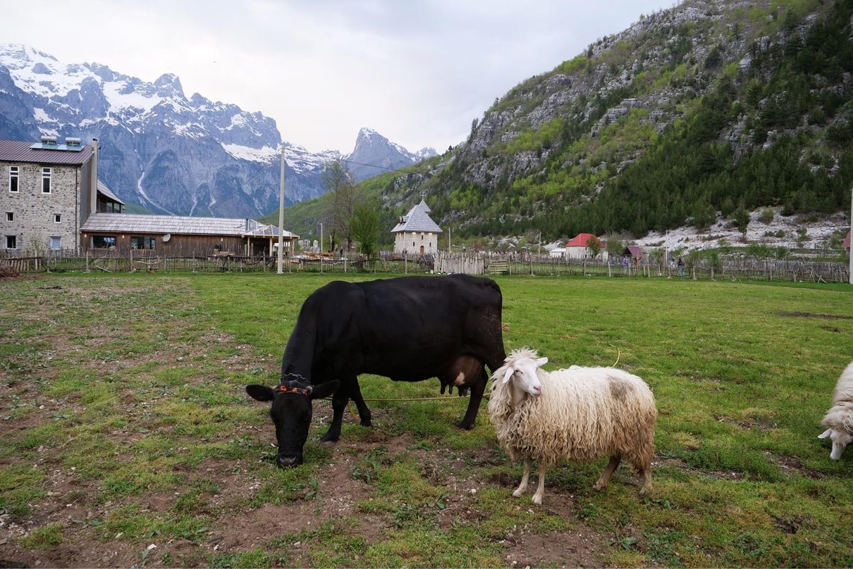 テスの村はのどかで最高！