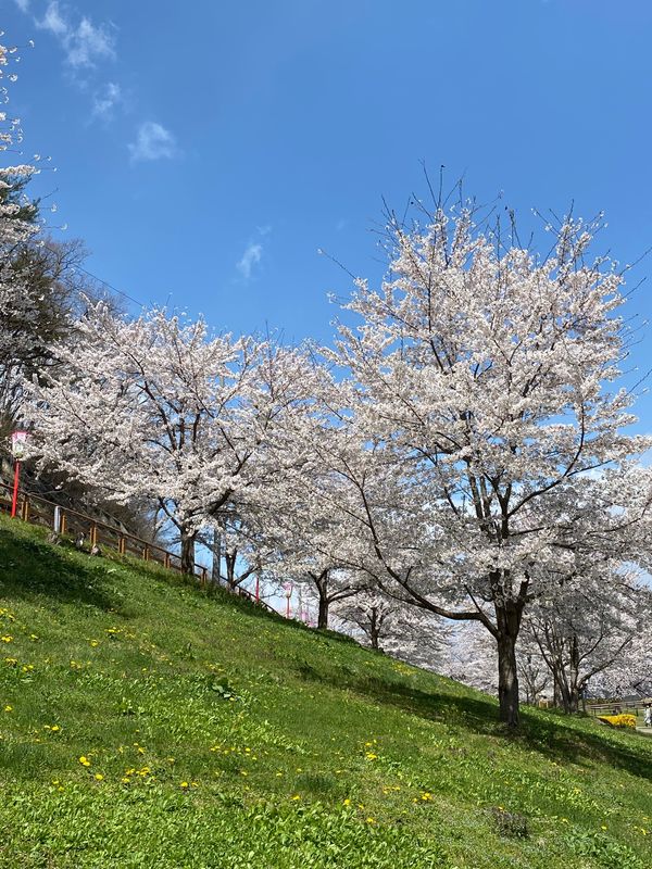 日本・山形県天童市「🌸さくら2023In山形」の写真