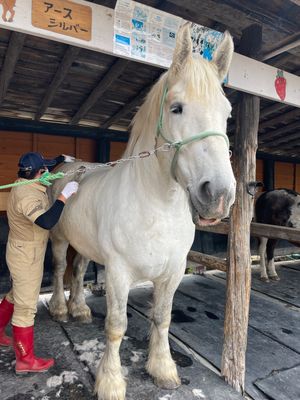 アースドリーム角山牧場
ばんえい競馬のばん馬や羊やヤギ、豚、犬、うさぎ、ア...