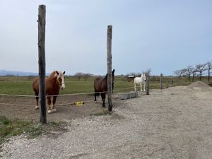 アースドリーム角山牧場
ばんえい競馬のばん馬や羊やヤギ、豚、犬、うさぎ、ア...