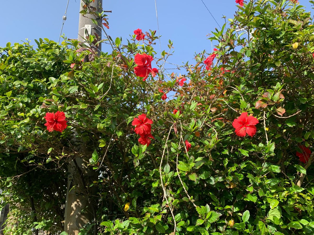 めっちゃいい天気👍