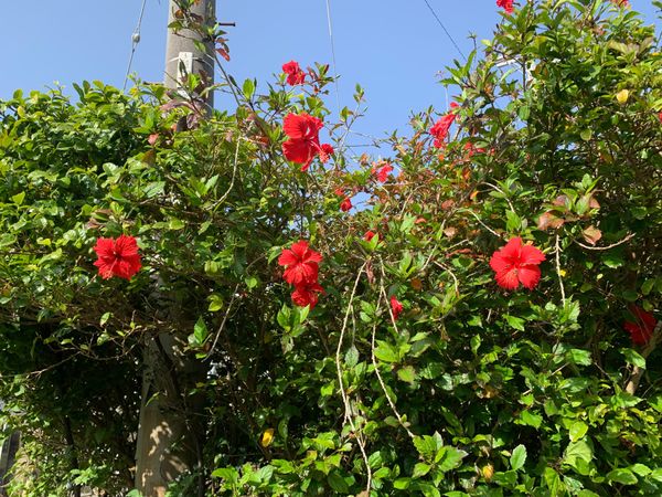 日本・沖縄県「全日本宮古島トライアスロン大会」の写真：めっちゃいい天気👍