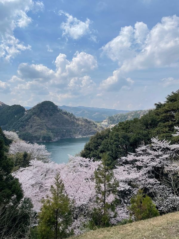 日本・三重県「お花見BBQ」の写真