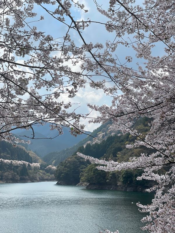 日本・三重県「お花見BBQ」の写真