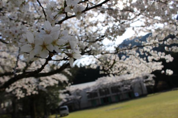 日本・三重県「お花見BBQ」の写真