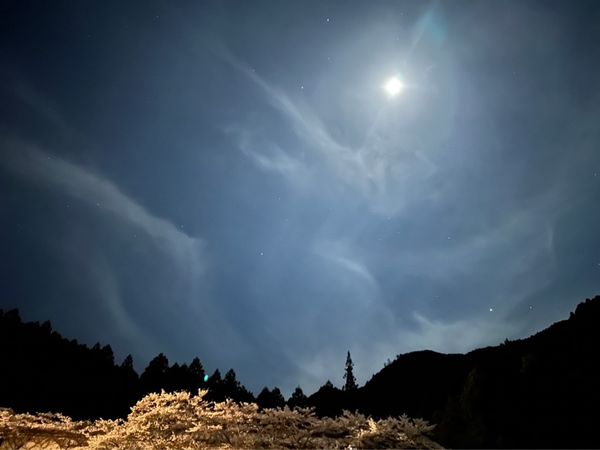 日本・三重県「お花見BBQ」の写真