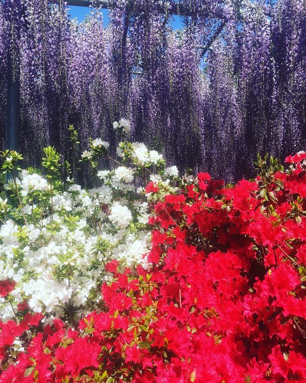 日本・栃木県「あしかがフラワーパーク」の写真