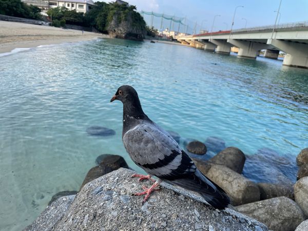 日本・沖縄県「沖縄」の写真