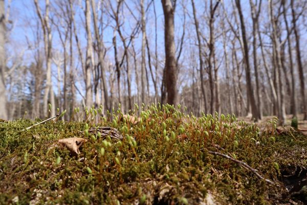 日本・登別市「「白老・登別の旅」」の写真