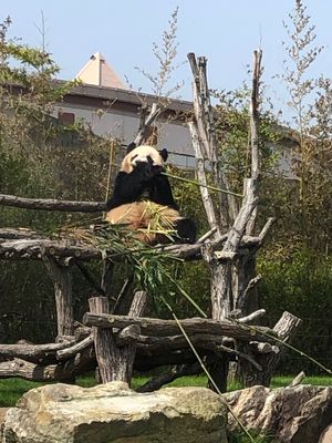 アドベンチャーワールドのパンダ🐼
