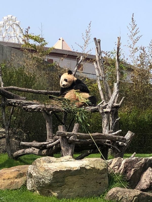 日本・和歌山県「和歌山旅行」の写真：アドベンチャーワールドのパンダ🐼
