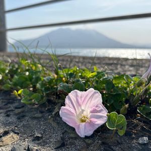 ダイアモンド富士ならぬダイアモンド桜島🌋
気がついたら桜島のの写真ばかり撮...