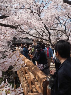 今年は早めで一番の見頃だった🌸
