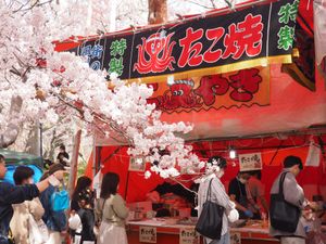 今年は早めで一番の見頃だった🌸
