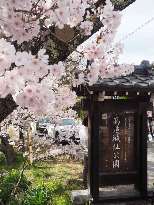 日本・長野県「高遠の桜　2023」の写真：今年は早めで一番の見頃だった🌸
