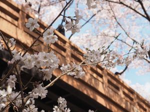 今年は早めで一番の見頃だった🌸
