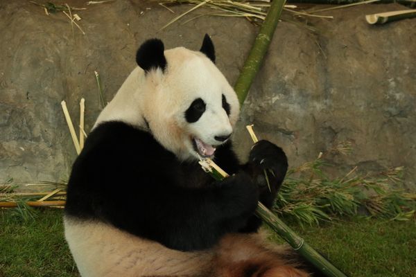 日本・和歌山県「「和歌山・大阪の旅」」の写真
