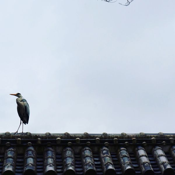日本・兵庫県「「姫路の旅」」の写真