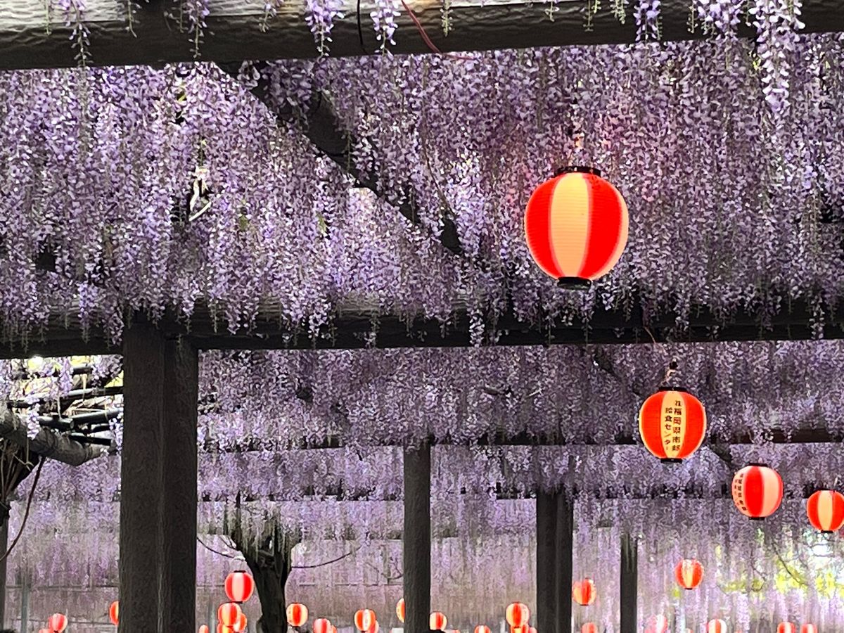 中山大藤まつり