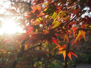 紅葉の時期は終わってたけど、広い庭園で巡り甲斐がある🥺